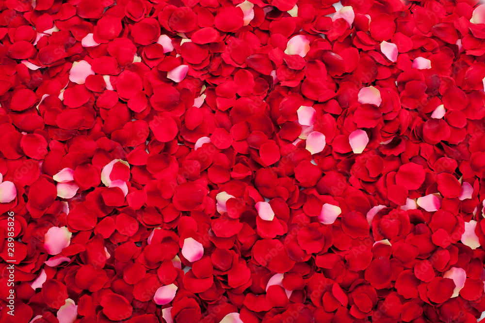 Obraz premium Życie usłane różami