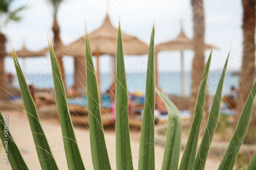 palmen und sonenschirme aus stroh am strand,hurghada,ägypten photo