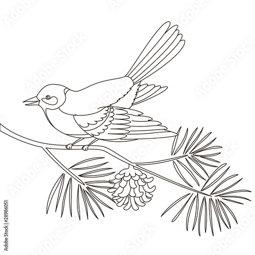 Titmouse on a pine branch