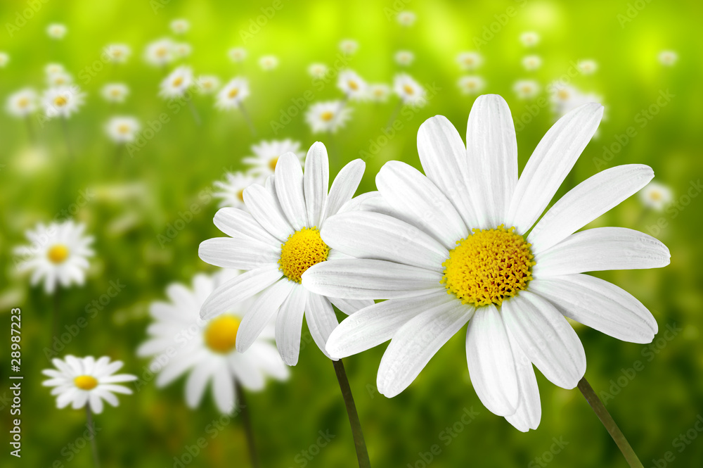 Fototapeta premium Blumen 194