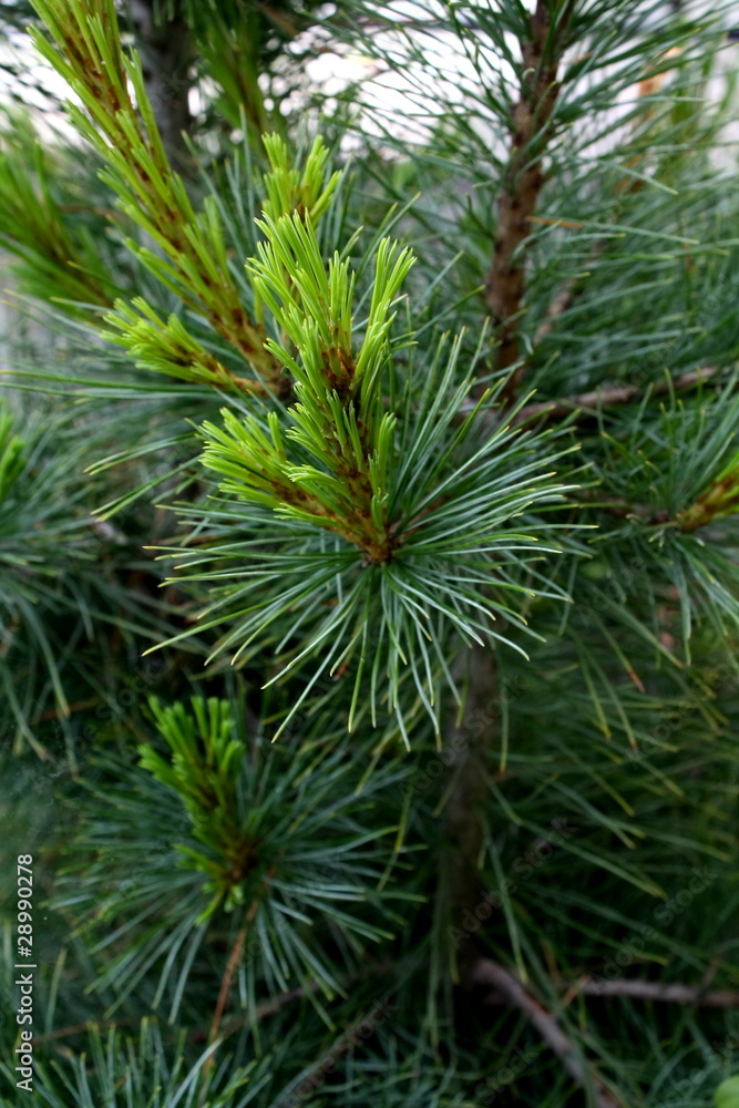 Branches of the pine tree Branches of the pine tree
