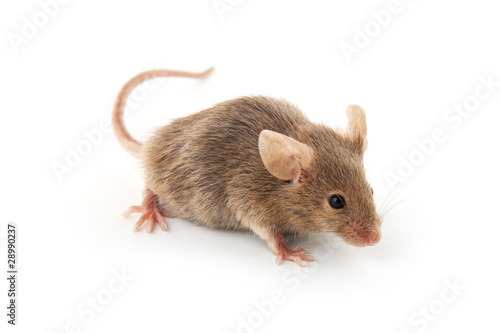 Small mouse