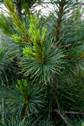 Branches of the pine tree