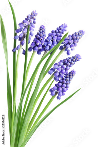 Hyacinth Muscari Flowers