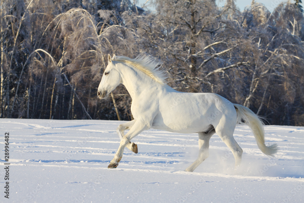 Fototapeta premium white horse in snow