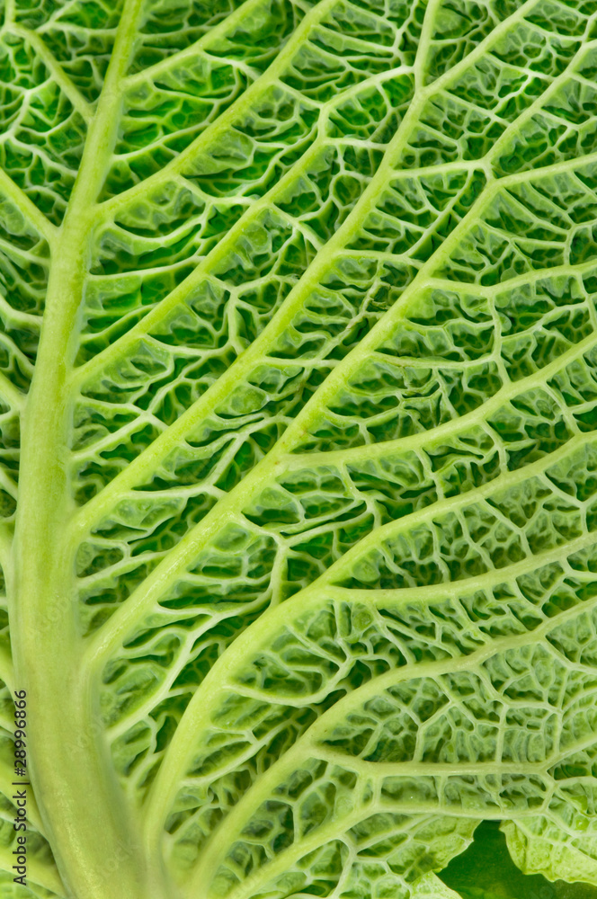 Cabbage leaf macro with prominent veins. Cabbage leaf macro with prominent veins.