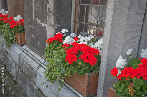 traditional geranium flower