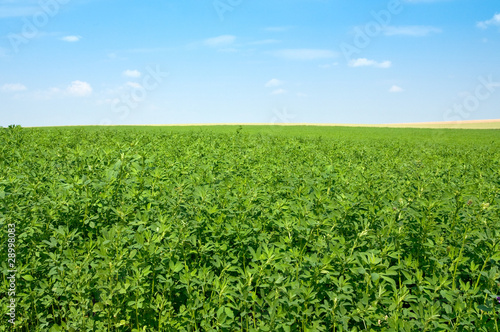 green lucerne field  blue sky