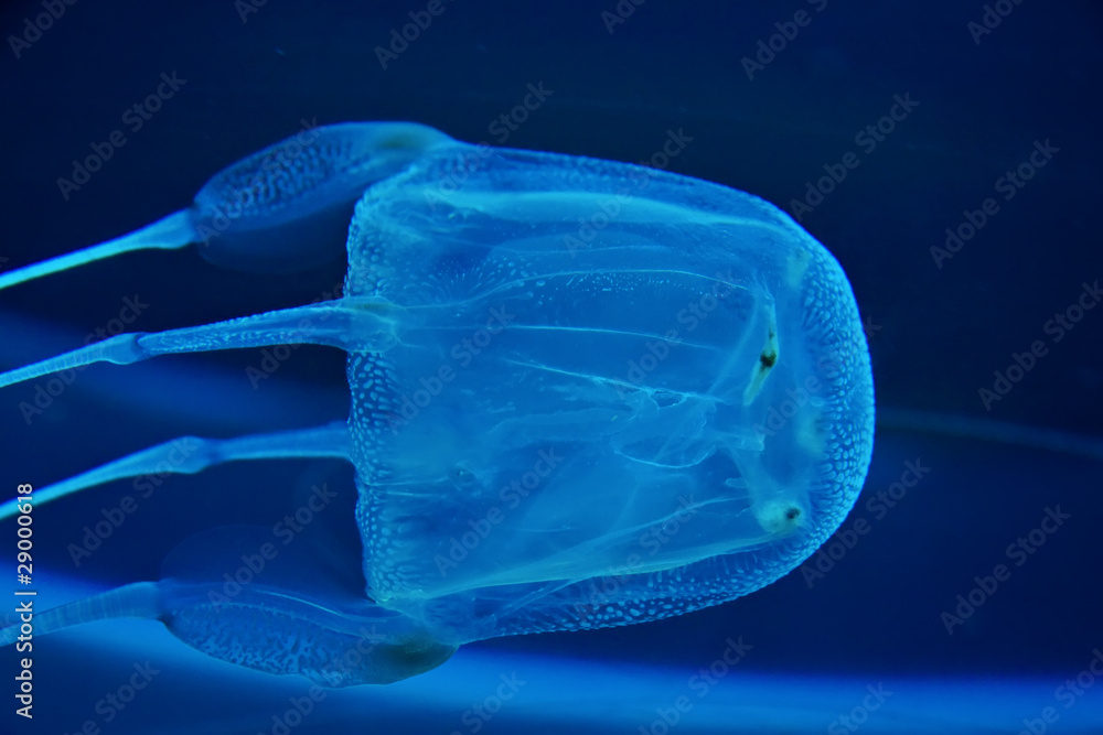 Fototapeta premium box jelly fish