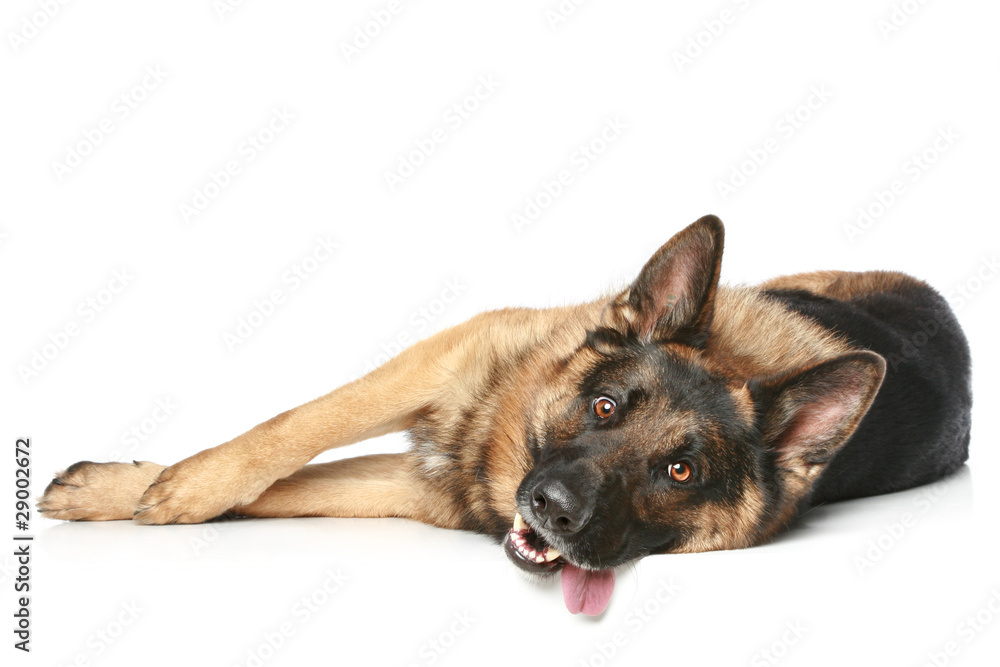 German Shepherd resting German Shepherd resting