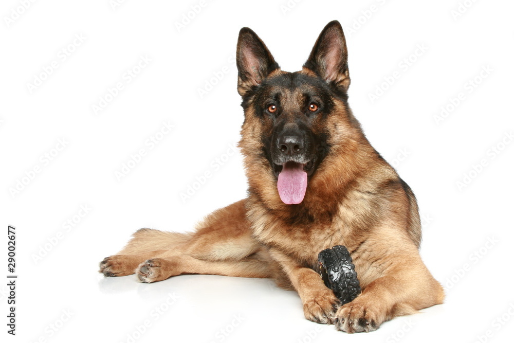 German Shepherd dog with a toy