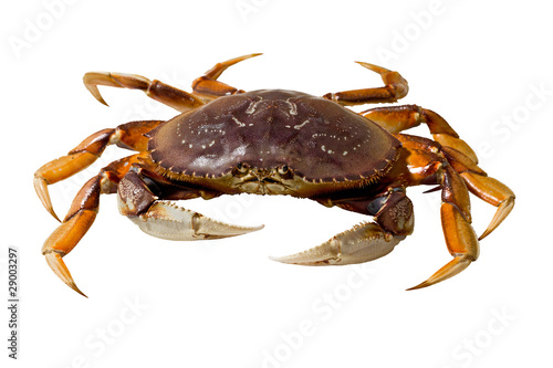 Dungeness Crab (Metacarcinus magister) photo