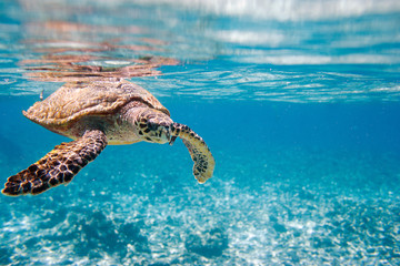 Sierkussen Schildpad Karetschildpad zwemt door helder water  © TravelPhotoBloggers