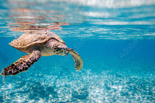 Fotografia Hawksbill sea turtle