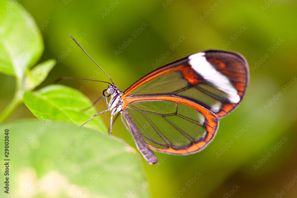 Foto glasswing butterfly