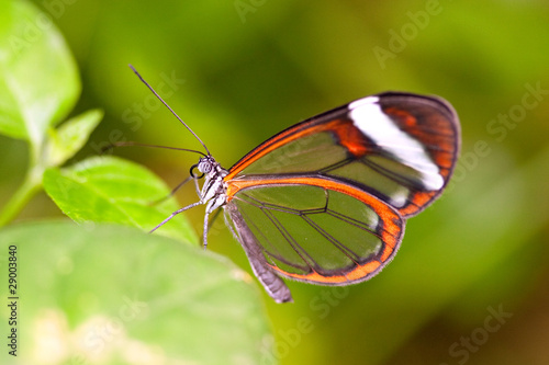 Photography glasswing butterfly