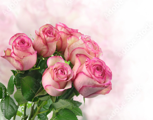 pink roses