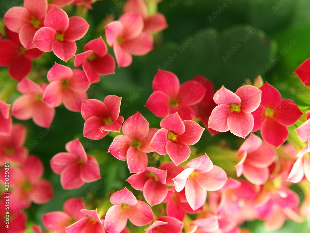 A close up of a group of kalanchoe blooms