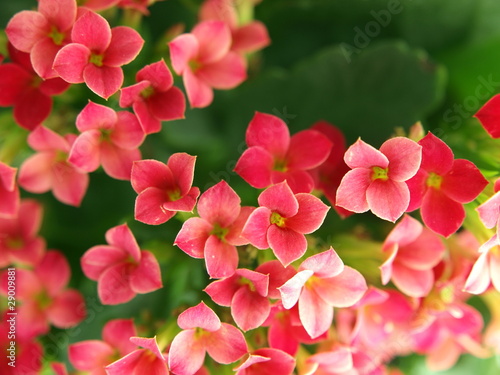 A close up of a group of kalanchoe blooms