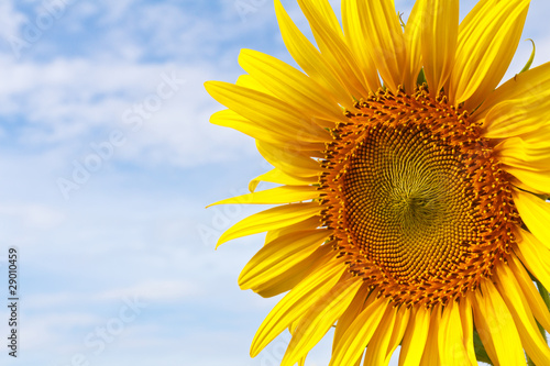 Fototapeta Naklejka Na Ścianę i Meble -  Sunflower