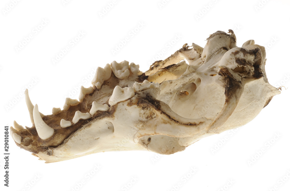 Fototapeta premium crâne de félin et dentition