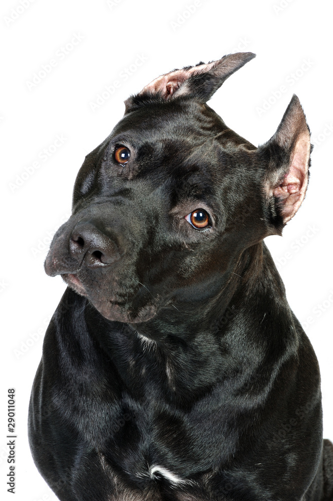 American Staffordshire terrier in front of a white background American Staffordshire terrier in front of a white background