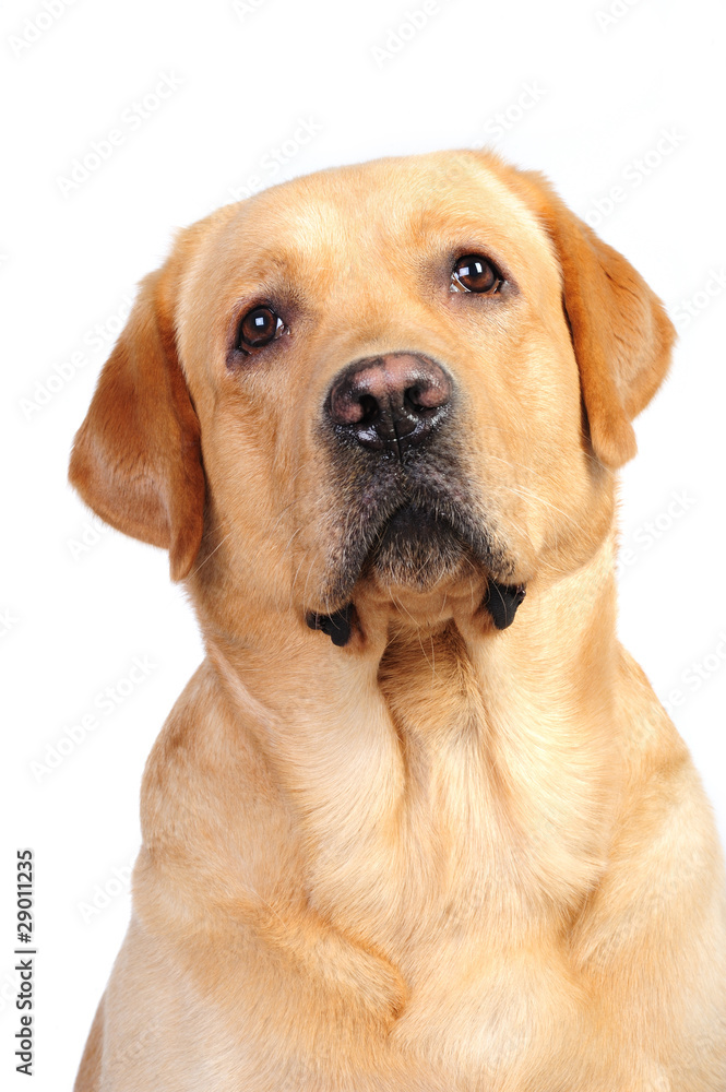 Golden labrador in studio in front of the white background Golden labrador in studio in front of the white background