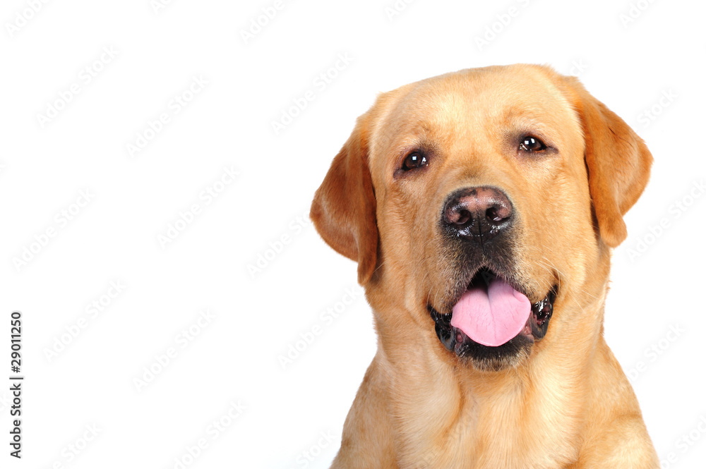 Golden labrador portrait in front of the white background Golden labrador portrait in front of the white background