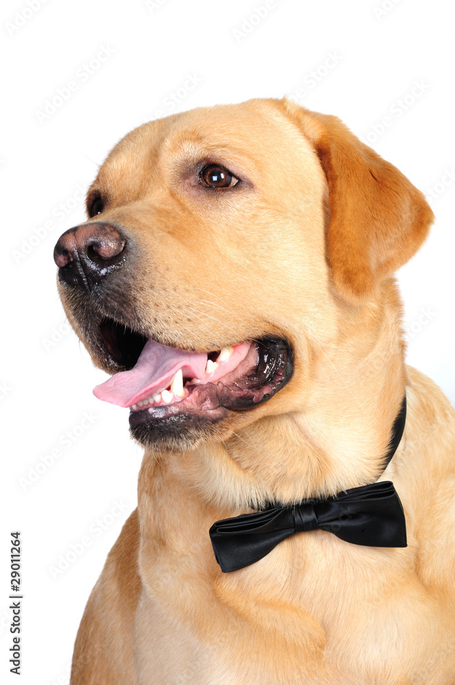 Golden labrador in studio in front of the white background