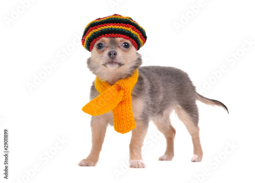 Fotografie Chihuahua puppy with rastafarian hat and yellow scarf