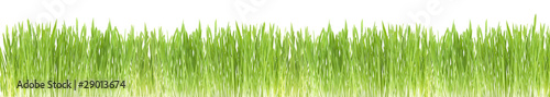 Green grass border, on white background