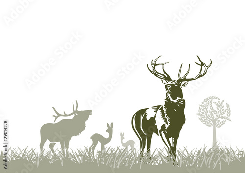 Wild im Wald