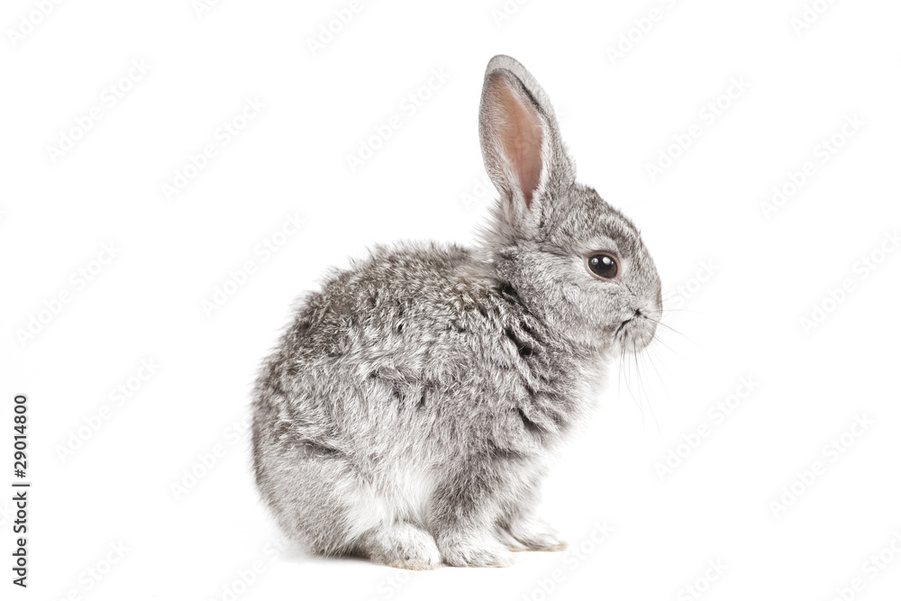 Obraz premium Adorable cute rabbit sit on white background