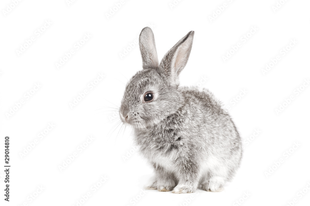Fototapeta premium Adorable cute rabbit sit on white background