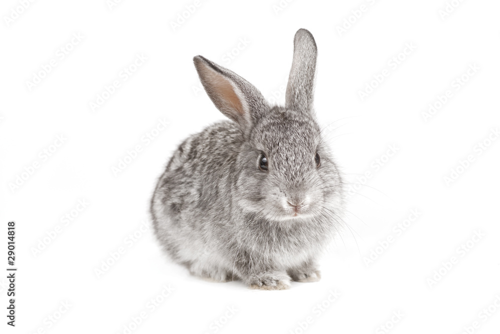 Fototapeta premium Adorable cute rabbit sit on white background