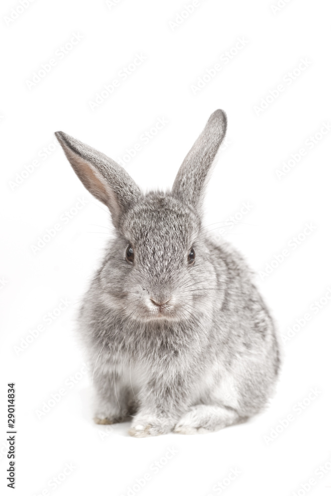Adorable cute rabbit sit on white background Adorable cute rabbit sit on white background