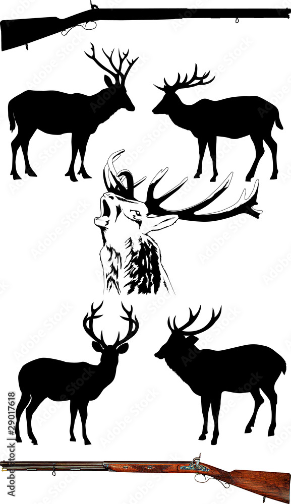 Fototapeta premium deer