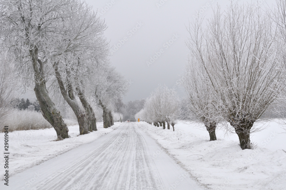 Avenue of willows in a winter landscape Avenue of willows in a winter landscape