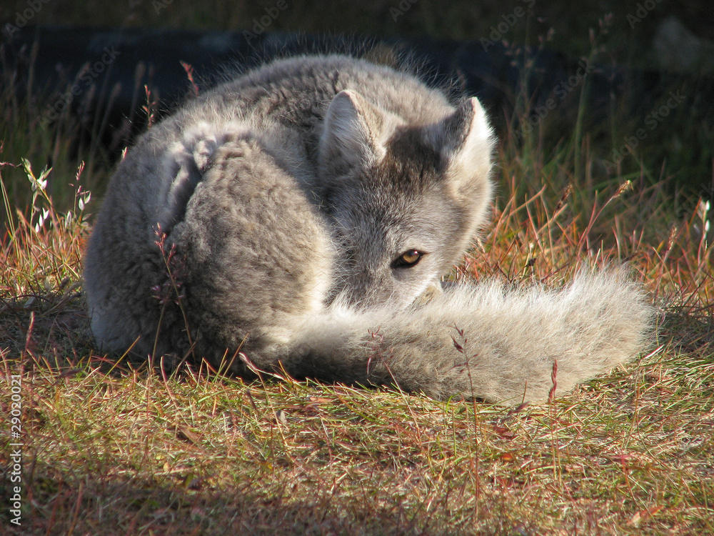 arctic_fox arctic_fox