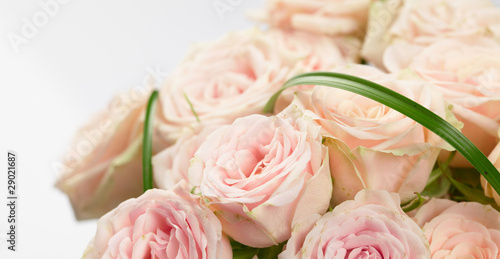 Beautiful Roses