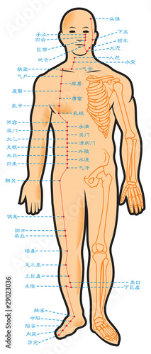 Chinese acupuncture points scheme, vector