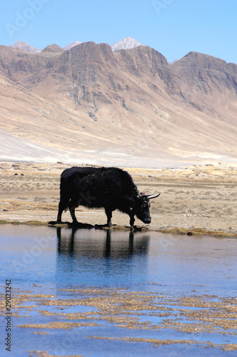 Black yak at lakeside photo