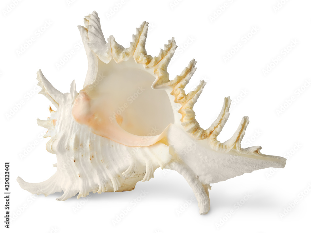Isolated seashell. One white tropical sea shell isolated on white background Isolated seashell. One white tropical sea shell isolated on white background