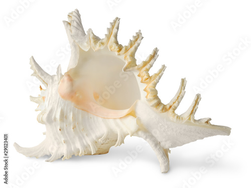 Isolated seashell. One white tropical sea shell isolated on white background