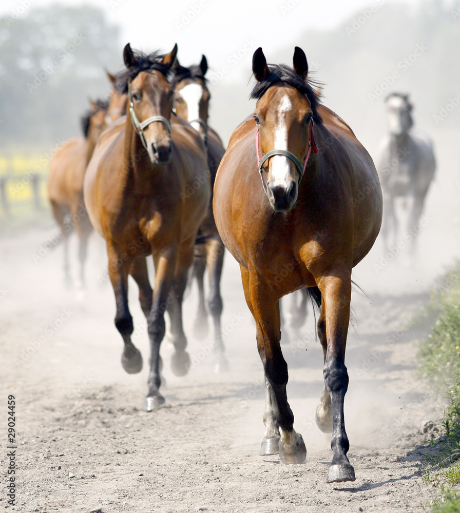 Obraz premium Running horses