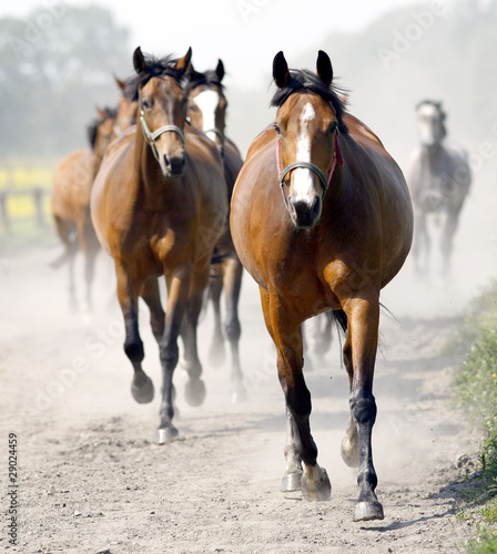 Running horses © graphia