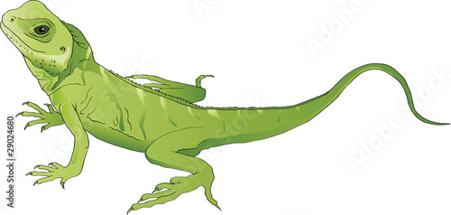 green lizard