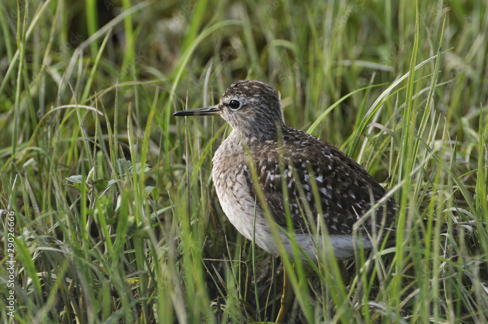 Wood Sandpiper feeding in a wetland bird reserve Wood Sandpiper feeding in a wetland bird reserve