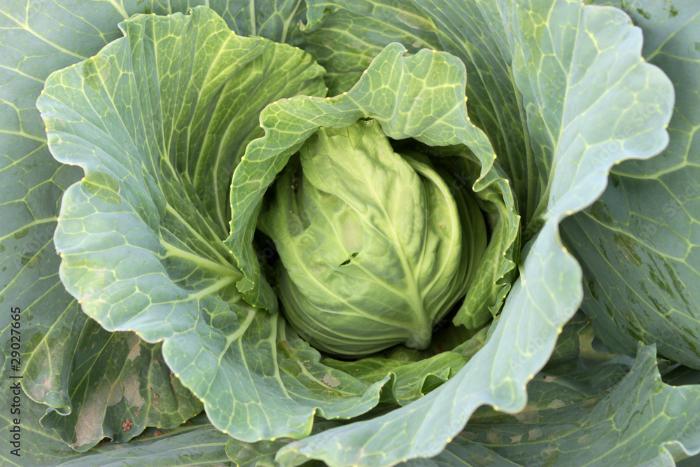 Obraz premium Head of green cabbage
