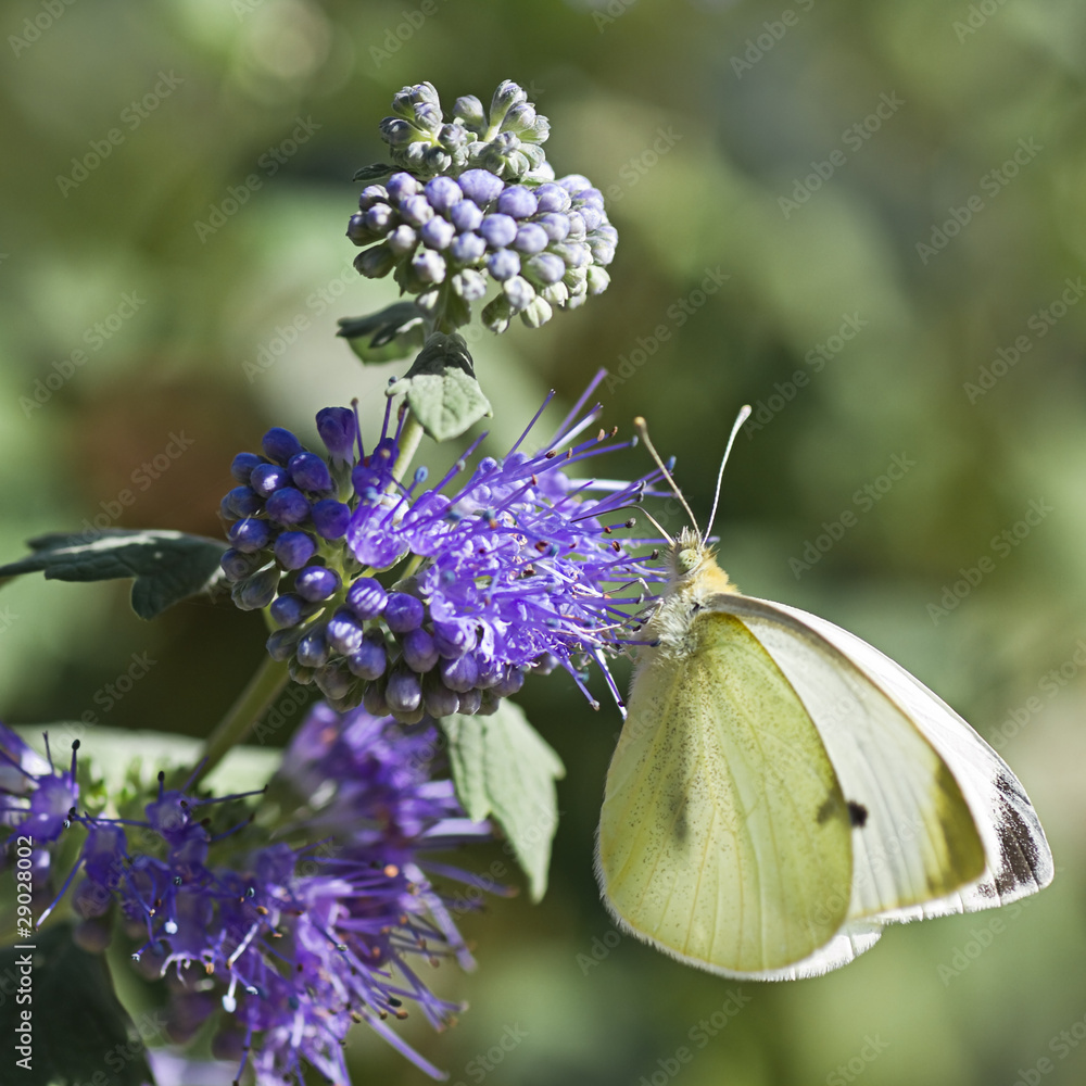 Naklejka premium Butterfly Large white on Caryopteris or Bluebeard